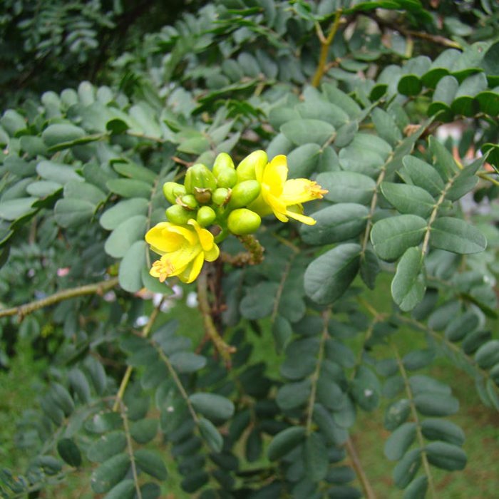 Caesalpinia ferrea