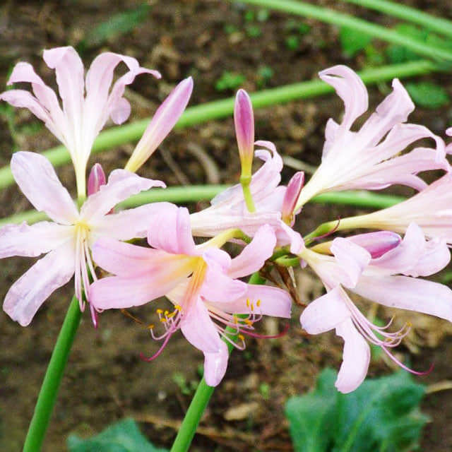 Lycoris squamigera