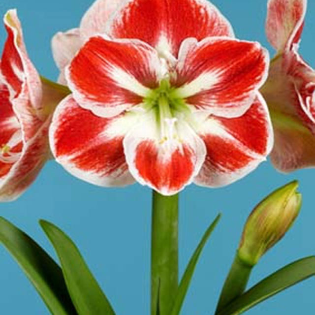 Amaryllis Prelude