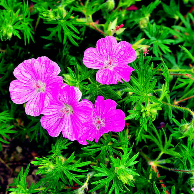 Geranium sanguineum Yellow Leaves