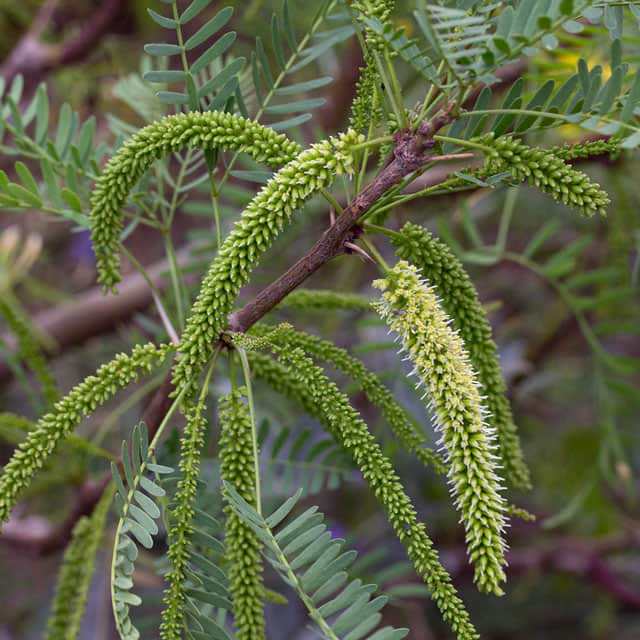 Prosopis glandulosa
