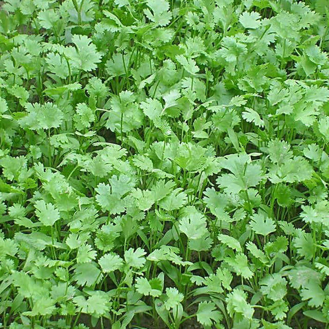 Coriandrum sativum Moscerini del terriccio