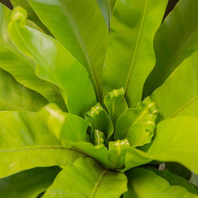 Asplenium nidus