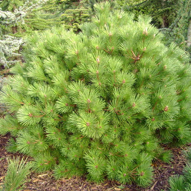 Pinus thunbergii