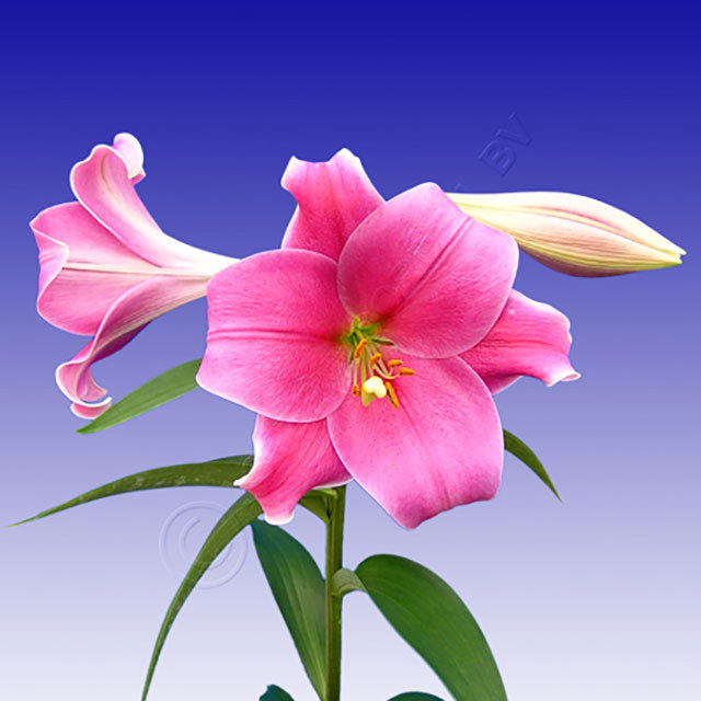 Lilium LA Hybride Pink Heaven Fine Webbing