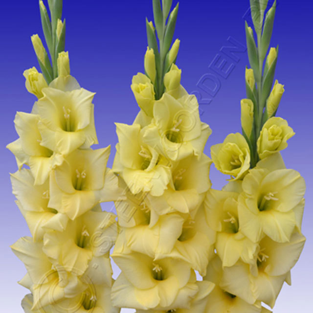 Gladiolus Flevo Breezer
