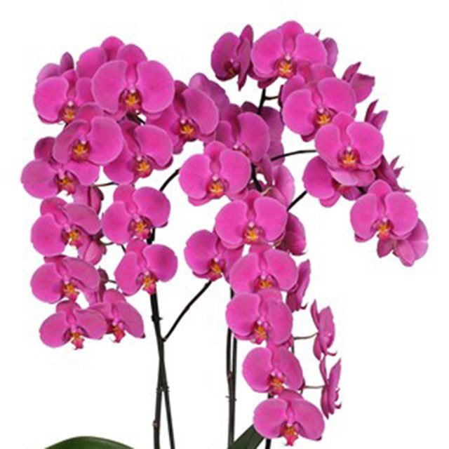 Phalaenopsis Chiangmai Fine Webbing