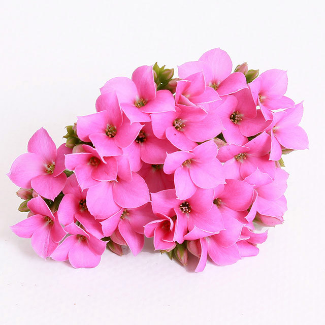 Kalanchoe Passion Castalia White Cottony Spots