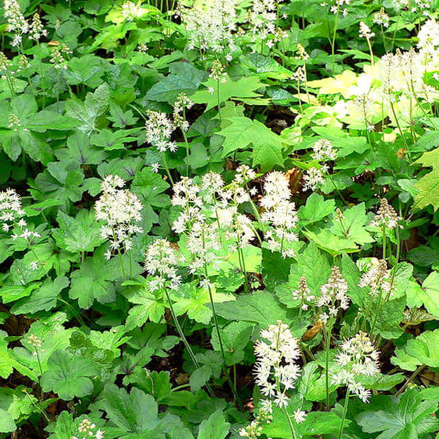 Tiarella cordifolia