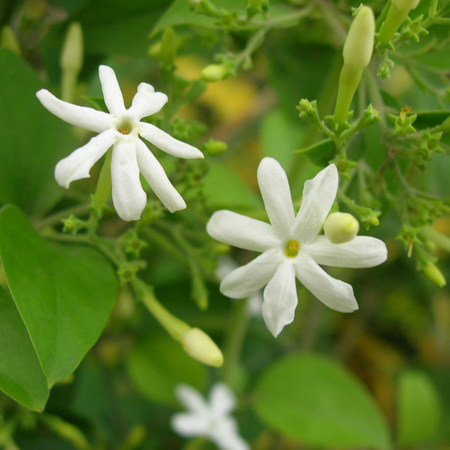 Jasminum grandiflorum