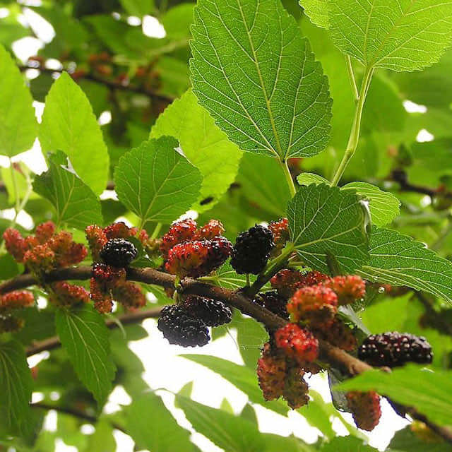 Morus alba