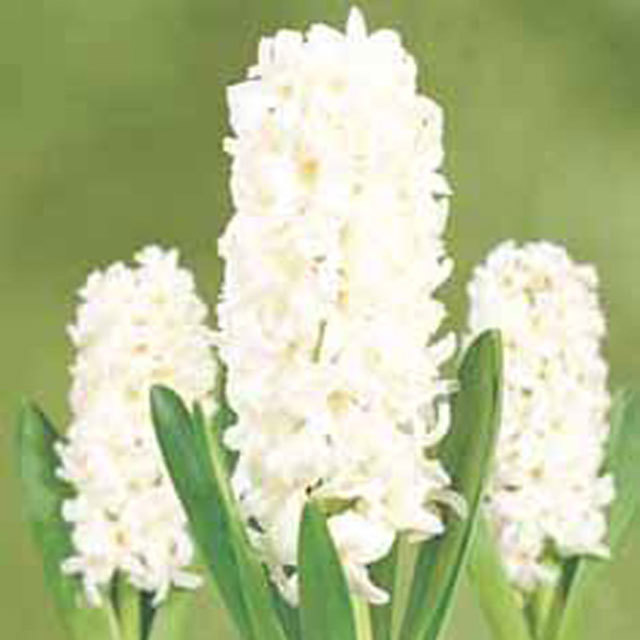 Hyacinthus orientalis Aiolos