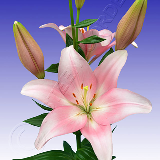 Lilium LA Hybrid Lexington White Powder