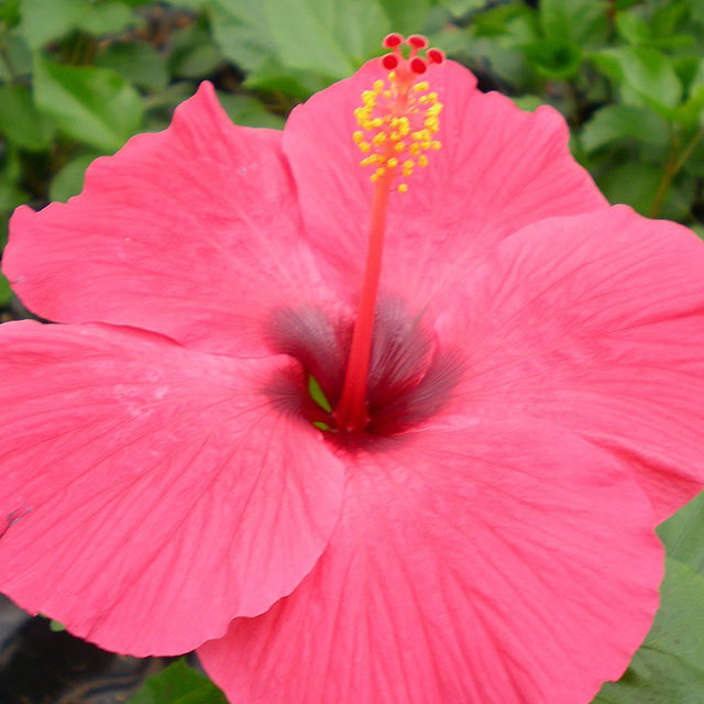 Hibiscus rosa sinensis Cheerleader Clear Pink Leggy Stems