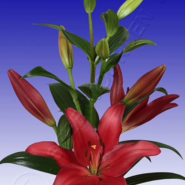 Lilium hybrid Colares White Powder
