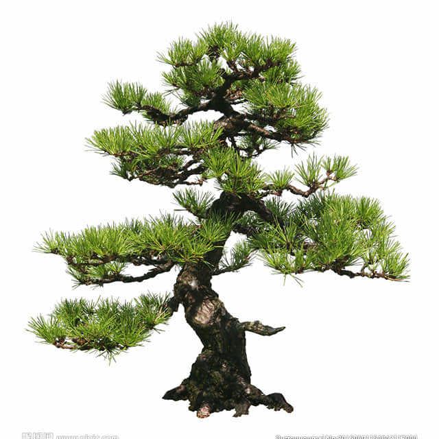 Pinaceae Family