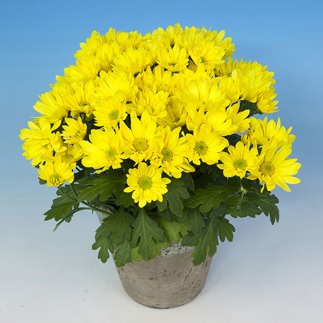 Chrysanthemum Julio Fine Webbing