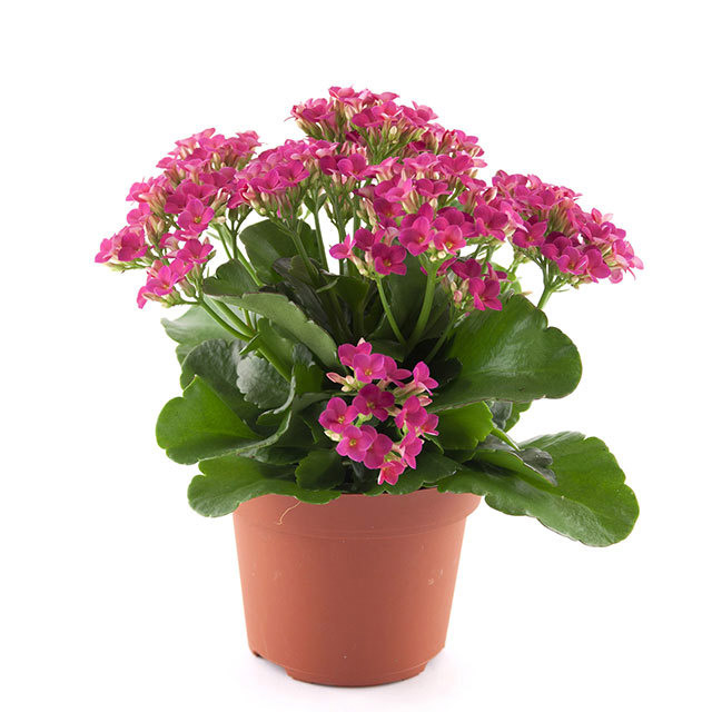 Kalanchoe Passion Thalia Macchie bianche cotonose