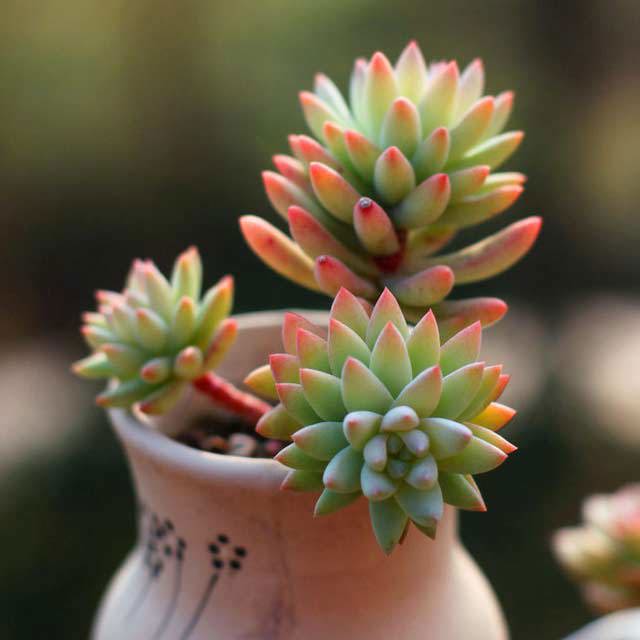 Sedeveria Silver Frost Drooping Leaves