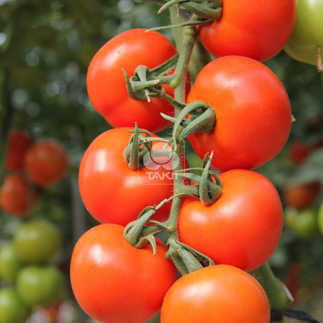 Solanum lycopersicum Takumi F1 Drooping Leaves