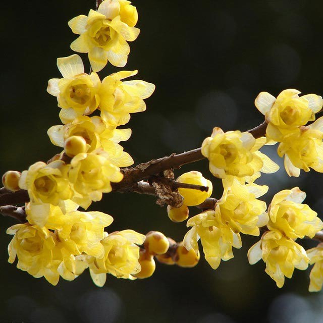 Chimonanthus praecox
