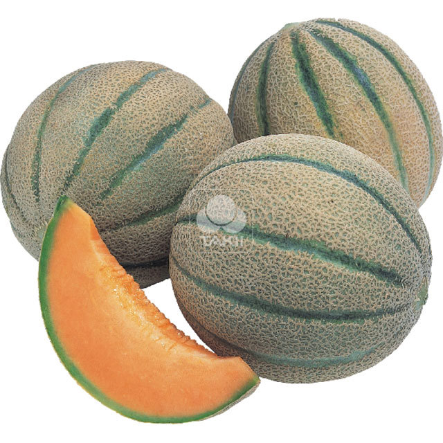Melon Exalto F1 Fine Webbing