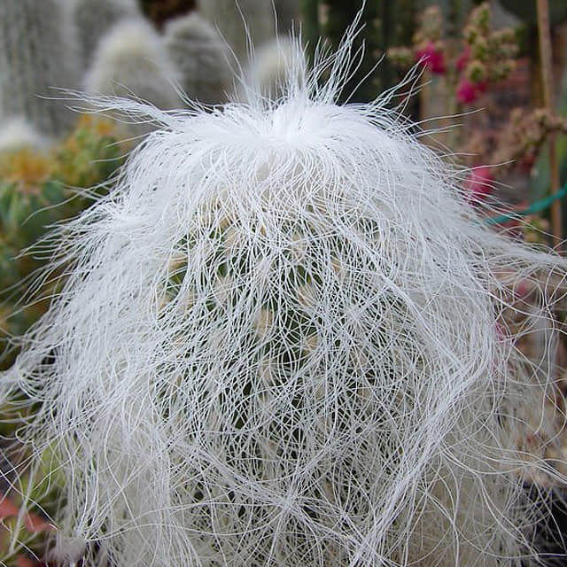Cephalocereus senilis