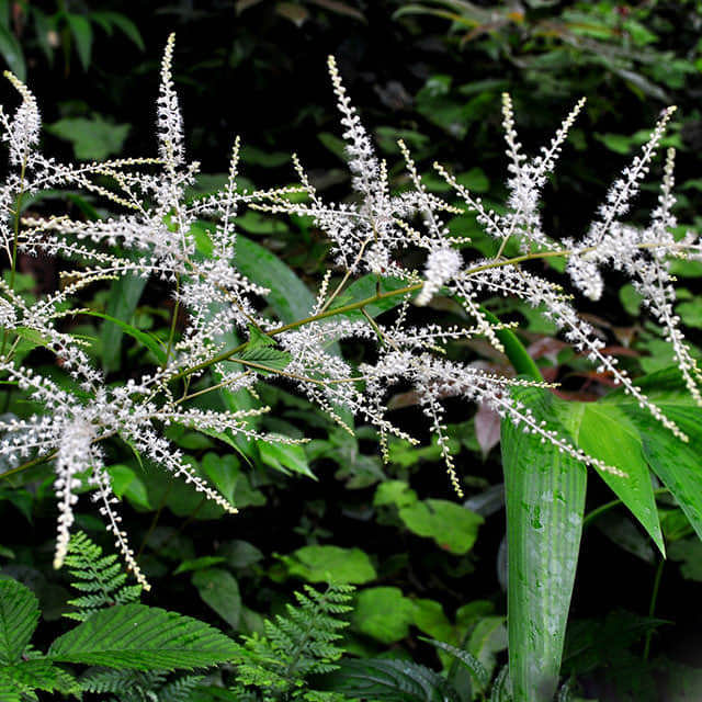 Aruncus dioicus
