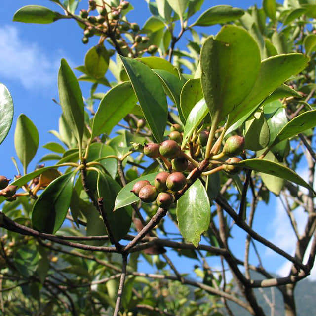 Ternstroemia gymnanthera