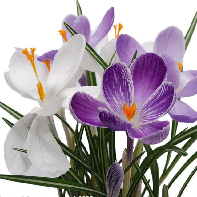 Crocus