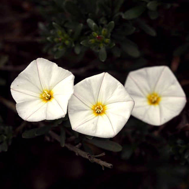 Convolvulus cneorum