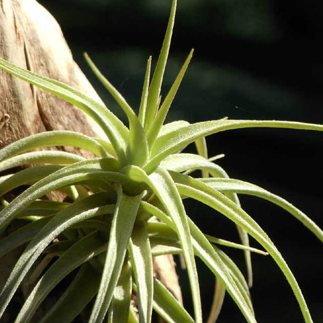 Tillandsia