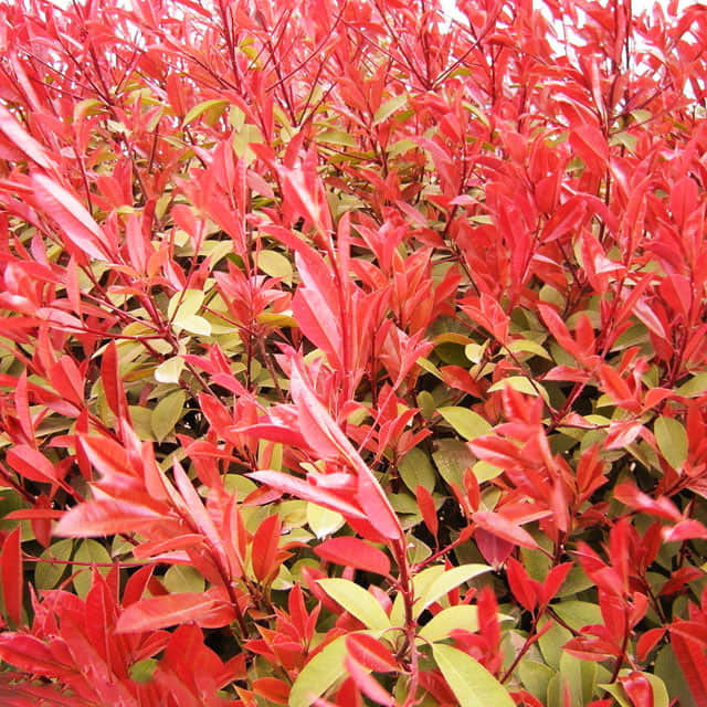Photinia x fraseri