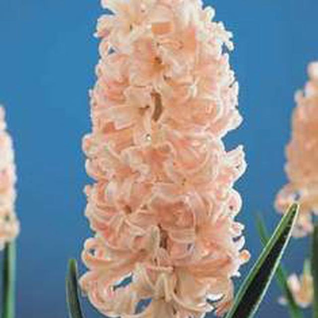 Hyacinthus orientalis Lady Derby