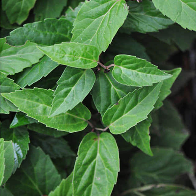 Pachysandra axillaris