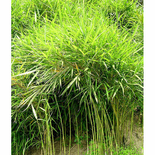 Pleioblastus viridistriatus