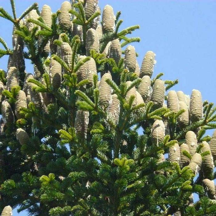 Abies cilicica