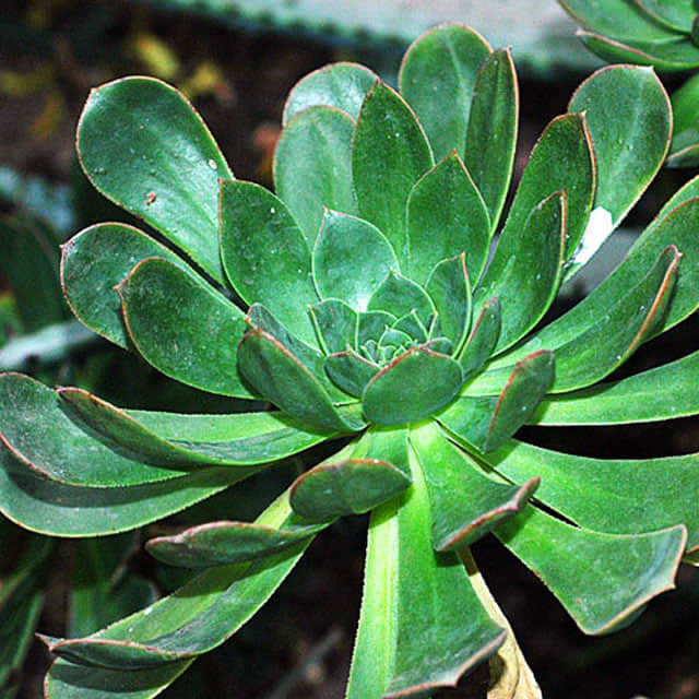 Aeonium urbicum Drooping Leaves