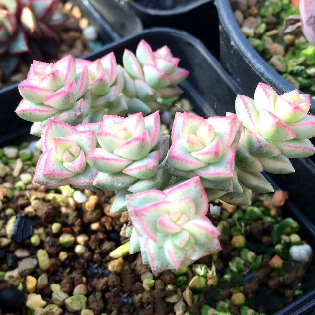 Crassula Pastel White Cottony Spots
