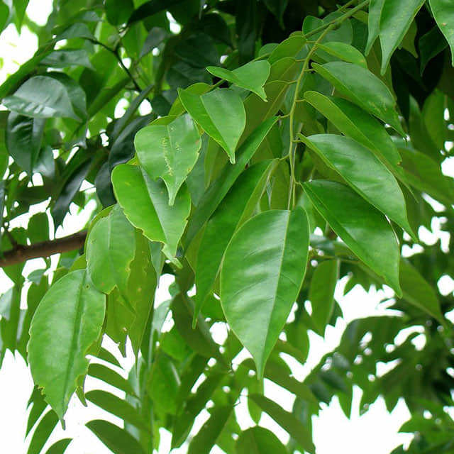 Pterocarpus indicus
