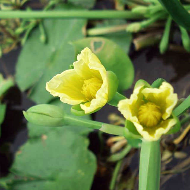 Equisetum scirpoides