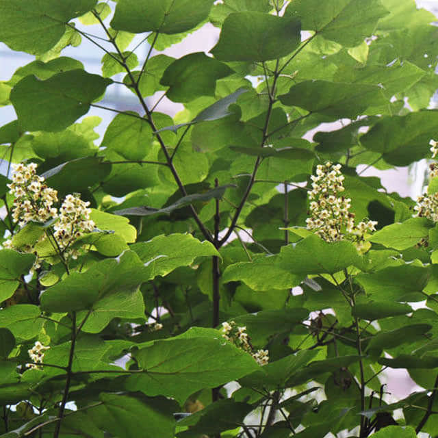Catalpa bignonioides