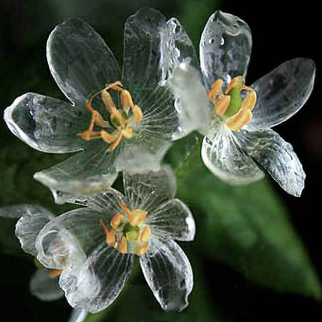 Diphylleia grayi