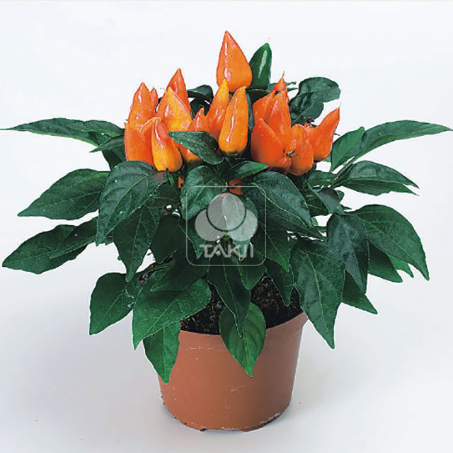 Capsicum annuum Mambo Orange