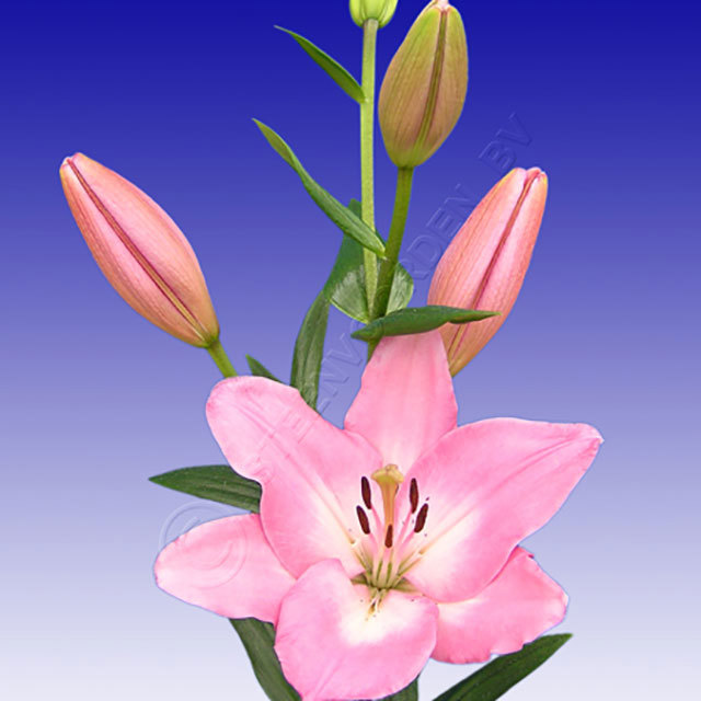 Lilium Hybrid Albufeira