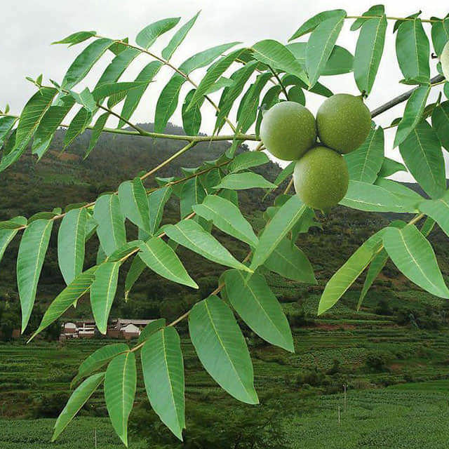 Carya cathayensis