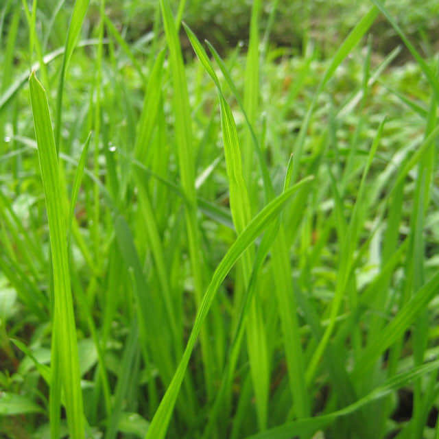 Lolium perenne Manhattan