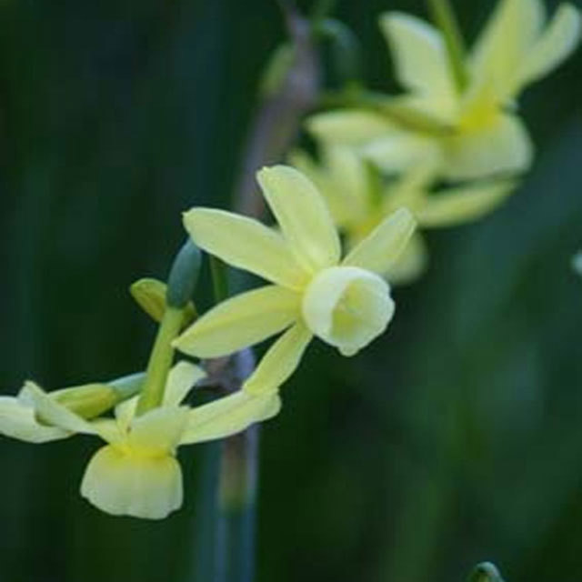 Narcissus Hawera