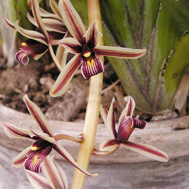 Cymbidium aloifolium