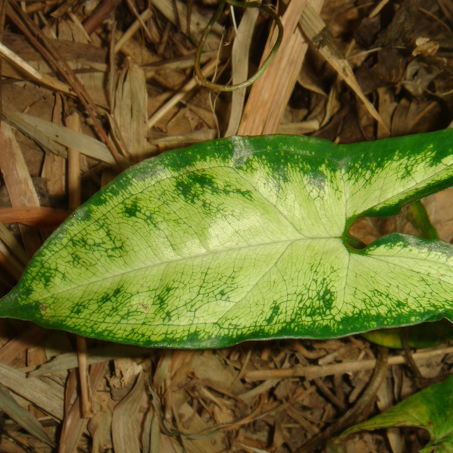 Syngonium Podophyllum Pixie Leggy Stems